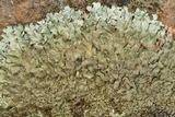 Xanthoparmelia conspersa image