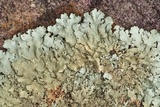 Xanthoparmelia conspersa image