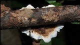 Datronia stereoides image