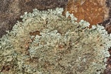 Xanthoparmelia conspersa image