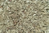 Xanthoparmelia conspersa image