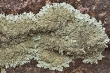 Xanthoparmelia conspersa image