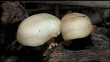 Lentinula boryana image