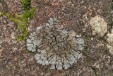 Coccocarpia palmicola image