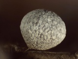 Badhamia panicea image