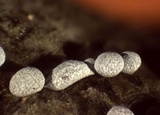 Badhamia panicea image