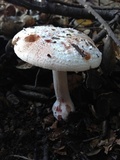 Amanita cruentilemurum image
