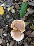 Hygrophorus roseobrunneus image