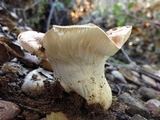 Hygrophorus roseobrunneus image