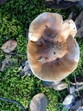 Hygrophorus roseobrunneus image