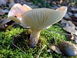 Hygrophorus roseobrunneus image
