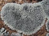 Dimelaena oreina image