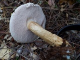 Tylopilus felleus image