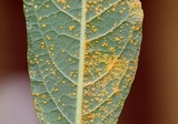 Puccinia vernoniae image