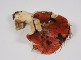 Russula rhodocephala image