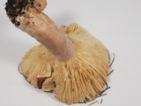 Russula rhodocephala image