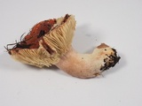 Russula rhodocephala image