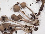 Mycena leptocephala image