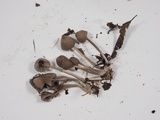 Mycena leptocephala image