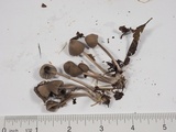 Mycena leptocephala image