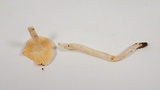 Hygrophorus pusillus image