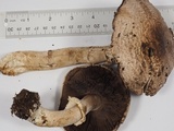 Agaricus hondensis image
