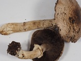 Agaricus hondensis image