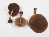 Psathyrella piluliformis image