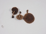 Psathyrella piluliformis image