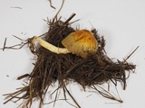 Bolbitius titubans var. olivaceus image
