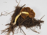 Bolbitius titubans var. olivaceus image