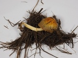 Bolbitius titubans var. olivaceus image