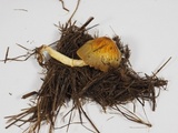 Bolbitius titubans var. olivaceus image