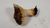 Russula cerolens image