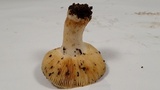 Russula cerolens image
