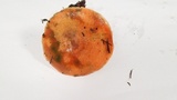 Lactarius rubrilacteus image