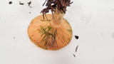 Lactarius rubrilacteus image