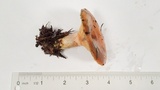 Lactarius rubrilacteus image