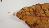 Gymnopus quercophilus image