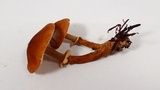 Cystoderma fallax image