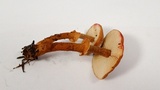 Cystoderma fallax image
