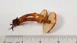 Cystoderma fallax image