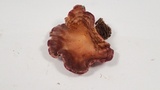 Panus conchatus image