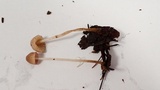 Mycena capillaripes image