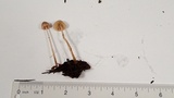 Mycena capillaripes image
