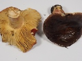 Russula xerampelina image