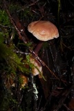 Phaeocollybia attenuata image