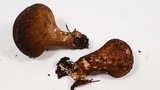 Lycoperdon umbrinum image
