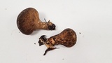 Lycoperdon umbrinum image