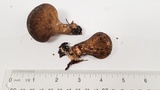 Lycoperdon umbrinum image